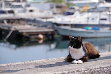 港の猫
