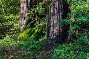 Redwood trees, Pfeiffer Big Sur State Park, California. The large trees are surrounded by green undergrowth. 
