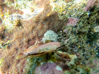 A small white crab hid in a coral reef in the Red Sea