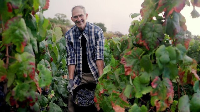 Latin senior farmer man collecting grapes for red wine production in vineyard during harvest time - Organic agriculture, winemaker concept