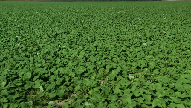 Sown rapeseed field. Landscape Rapeseed Field. 4k