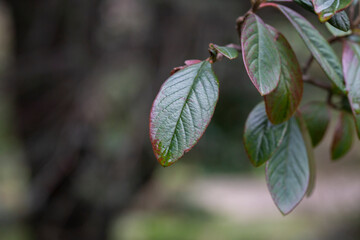 Purple-green leaves of Cotoneaster rugosus close-up on a branch, selective focus.