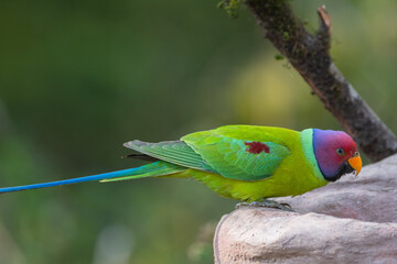 Plum headed parakeet