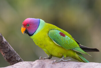 Plum headed parakeet