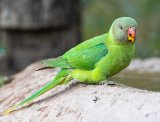 Plum headed parakeet