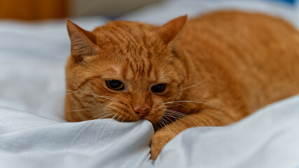 Happy ginger cat sleeps in bed.