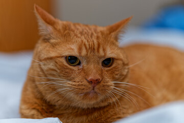 Happy ginger cat sleeps in bed.