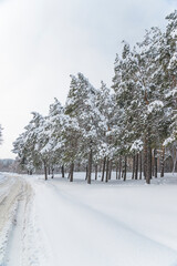 Winter forest with snowy pine trees