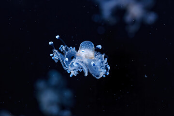 Naklejka na ściany i meble underwater shot of a beautiful Australian Spotted Jellyfish
