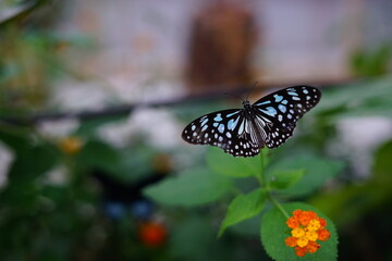 Parantica sita butterfly