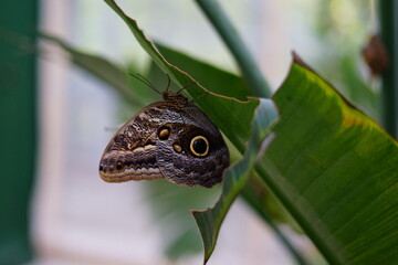 Giant owl butterfly (caligo eurilochus) in the greenhouse