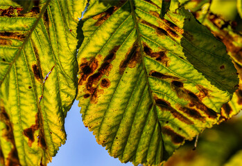 The leaves of a horse-chestnut tree attacked by a fungus causing a disease called chocolate leaf spot, shown in the photos as burgundy streaks in the leaf tissue.