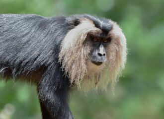 portrait of a lion tailed macaque