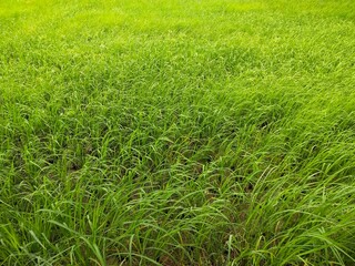 The green rice in the fields swayed in the wind.