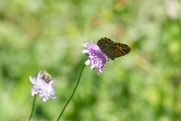 Wall Brown Butterfly (Lasiommata megera) sitting on a small scabious in Zurich, Switzerland