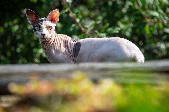 Curious hairless cat Sphynx with plants in the background