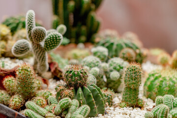 Set of beautiful cacti, close-up view