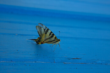Fototapeta na wymiar Swallowtail butterfly standing on the blue wooden surface