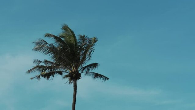Natural background tall lonely palm tree against the blue sky and clouds. The wind shakes the leaves of the palm tree, birds fly away from the palm tree in slow motion. Tropical background video.