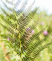 fern leaf in the light..