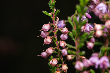 pink and purple flowers