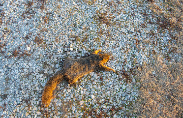 Squirrel flattened by motorist