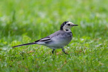 a wagtail, motacilla alba, is looking for food on the green lawn in the garden