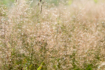 wild grass