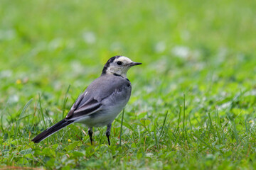 a wagtail, motacilla alba, is looking for food on the green lawn in the garden
