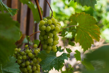 Bunch of grapes in vineyard in sunny weather