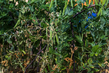 Garden vegetables. Peas - green pods in the garden.