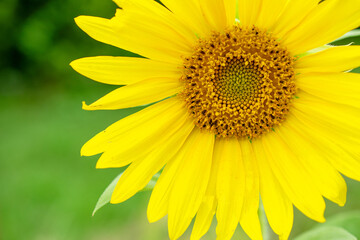 夏の定番画像「ひまわり」のクローズアップ