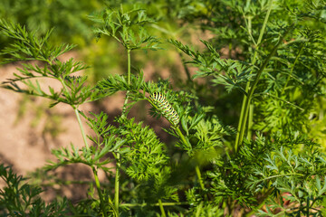 Garden vegetables. A green bunch of carrots on a garden bed. There is a large caterpillar on the bottom.