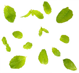 Mint leaves isolated over white