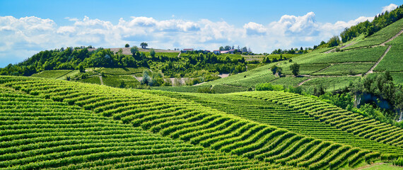 Vineyards of fresh grapes on the Langhe hills, in the villages near the town of Barolo, Piedmont, Italy on a clear July day. 