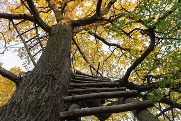 a ladder on an oak tree..
