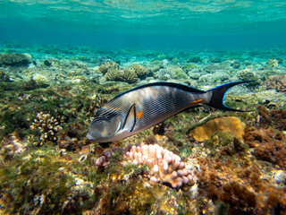 Fototapeta na wymiar Acanthurus sohal or surgeonfish in a coral reef in the Red Sea