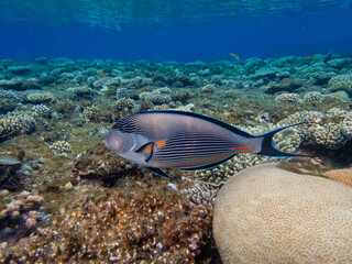 Naklejka na ściany i meble Acanthurus sohal or surgeonfish in a coral reef in the Red Sea