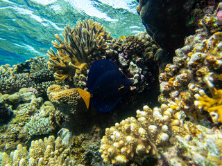 Acanthurus sohal or surgeonfish in a coral reef in the Red Sea