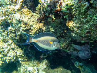 Fototapeta na wymiar Acanthurus sohal or surgeonfish in a coral reef in the Red Sea
