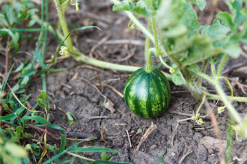 Small green striped watermelon grows and ripens on a garden