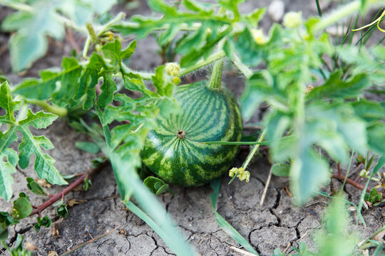 Small striped watermelon grows and ripens on a garden bed
