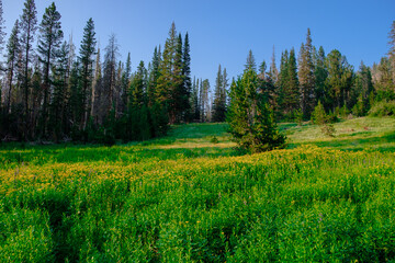 Yellow Wildflower Meadow at Little Strawberry Lake Oregon