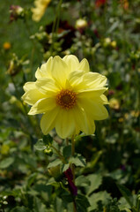 Beautiful Flower stock photos