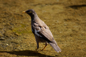 India Bird stock photos