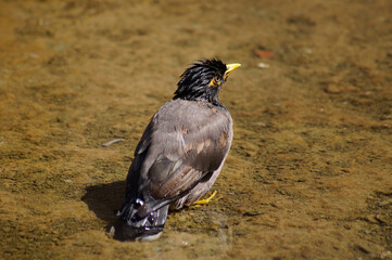 India Bird stock photos