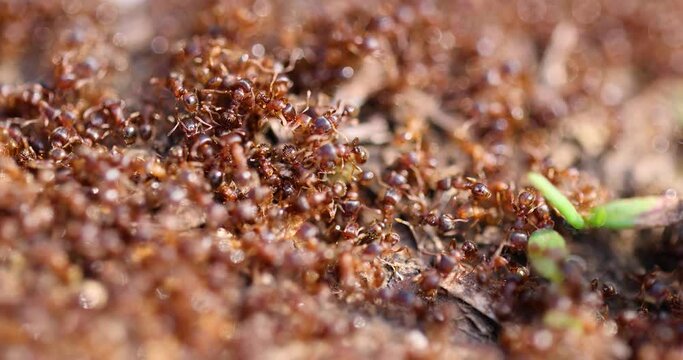 The anthill is teeming with ants, super macro. The observation of nature and creatures. View of  animal insect wildlife. Ants nest. Fire ants working on ground. Hundreds of fire ants swarm their mound