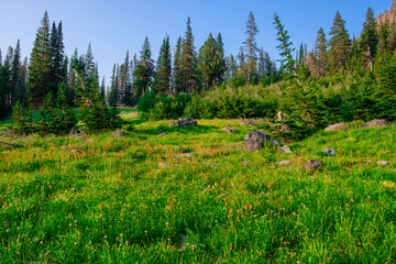 High Alpine Meadow of Wildflowers in Oregon Wilderness - obrazy, fototapety, plakaty
