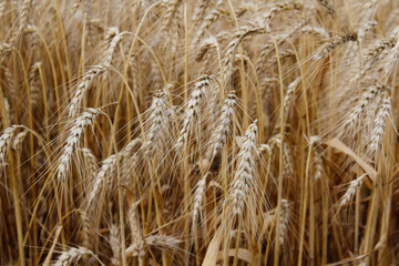 golden wheat field in summer