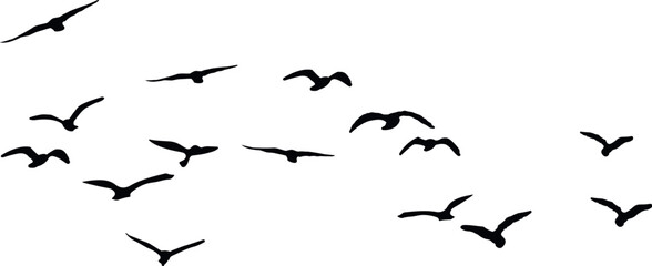 birds in the sky